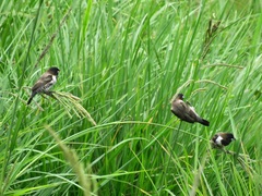 Spermestes cucullata scutata