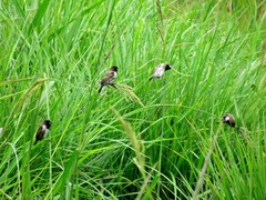 Spermestes cucullata scutata