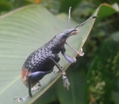 Rhinoscapha lagopyga