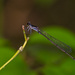 Blackwater Bluet - Photo (c) Greg Lasley, some rights reserved (CC BY-NC), uploaded by Greg Lasley
