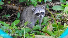 Procyon pygmaeus
