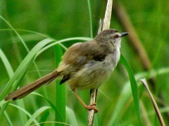 Prinia subflava pondoensis
