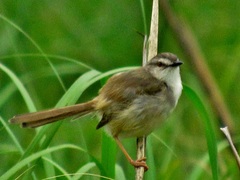Prinia subflava pondoensis
