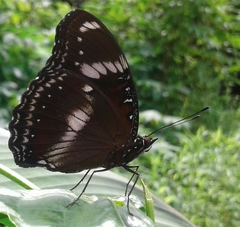 Hypolimnas bolina
