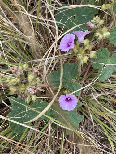 Ipomoea wightii, photograph 6