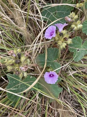 Ipomoea wightii, photograph (c) Sunčana Bradley, some rights reserved (CC BY)