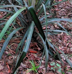Bromelia balansae