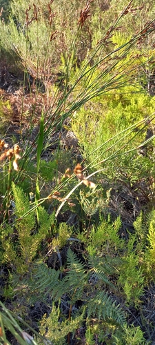 Image of Restio dispar by (c) Adele SL, some rights reserved (CC BY)