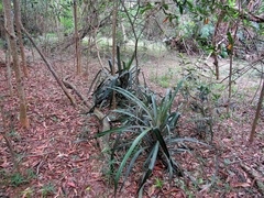 Bromelia balansae