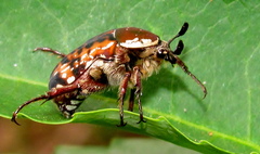 Elaphinis delagoensis