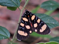 Heraclia africana