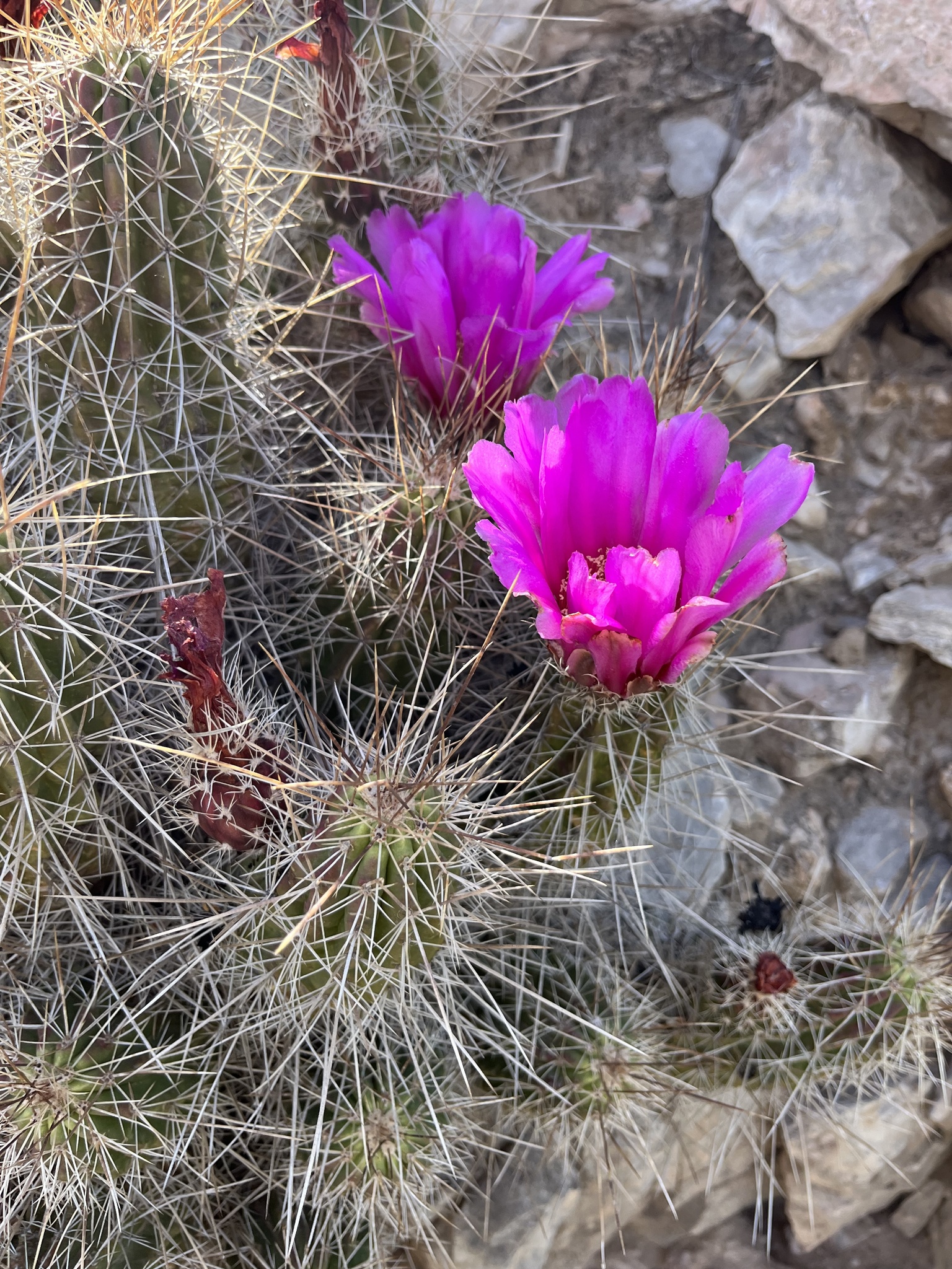 Echinocereus stramineus | Botanico Hub