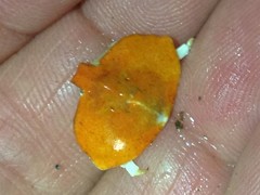 Cryptolithodes sitchensis