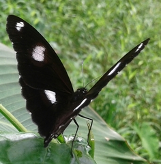 Hypolimnas bolina