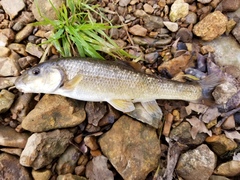 Campostoma oligolepis