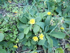 Crepidiastrum lanceolatum
