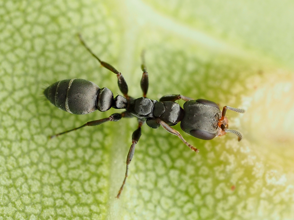 Sericeus-group Twig Ants