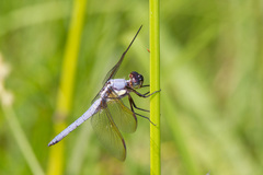 Libellula flavida