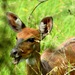 Southern Bushbuck - Photo (c) Peter Vos, some rights reserved (CC BY-NC), uploaded by Peter Vos