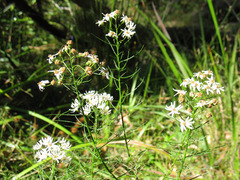 Olearia glandulosa