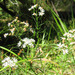Olearia glandulosa - Photo (c) Mononymous,  זכויות יוצרים חלקיות (CC BY-NC), הועלה על ידי Mononymous