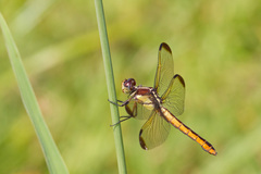 Libellula flavida
