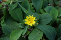 Crepidiastrum lanceolatum