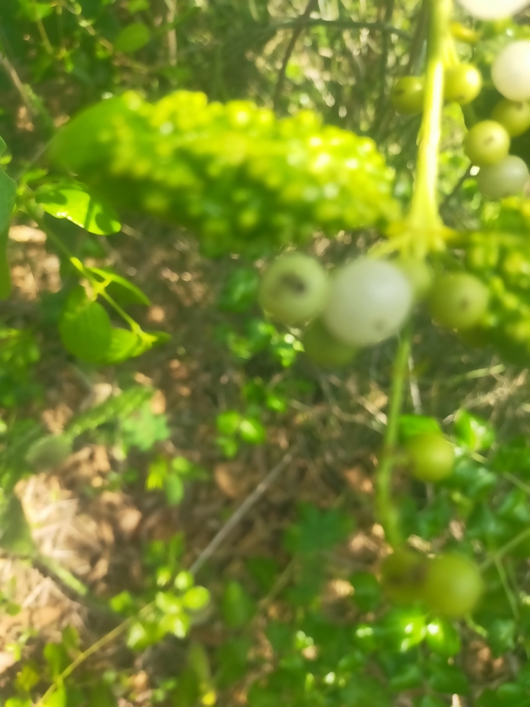 Azima sarmentosa (Azima sarmentosa)
