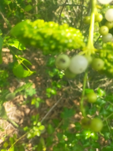 Azima sarmentosa (Azima sarmentosa)
