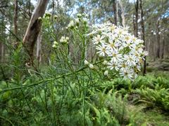 Olearia glandulosa