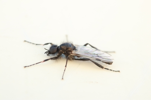 White-winged March Fly photo 3