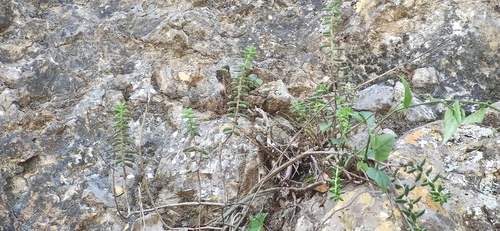 Sedum calcicola, photograph 4