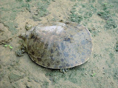 Apalone mutica mutica