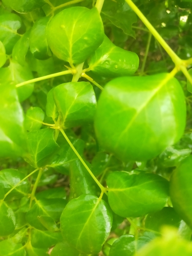 Azima sarmentosa (Azima sarmentosa)