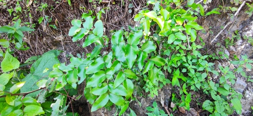 Mexican barberry (Berberis gracilis)