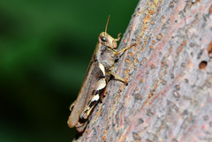 Xenocatantops brachycerus