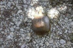 Apalone spinifera spinifera