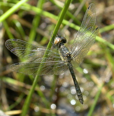 Nannothemis bella