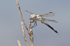 Libellula composita
