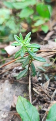 Sedum calcicola, photograph (c) Liliana Ramírez-Freire, some rights reserved (CC BY)