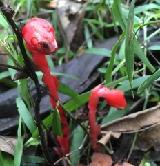 Monotropa coccinea