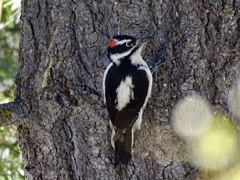 Hairy Woodpecker photo 4