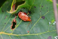 Asiophrida scaphoides