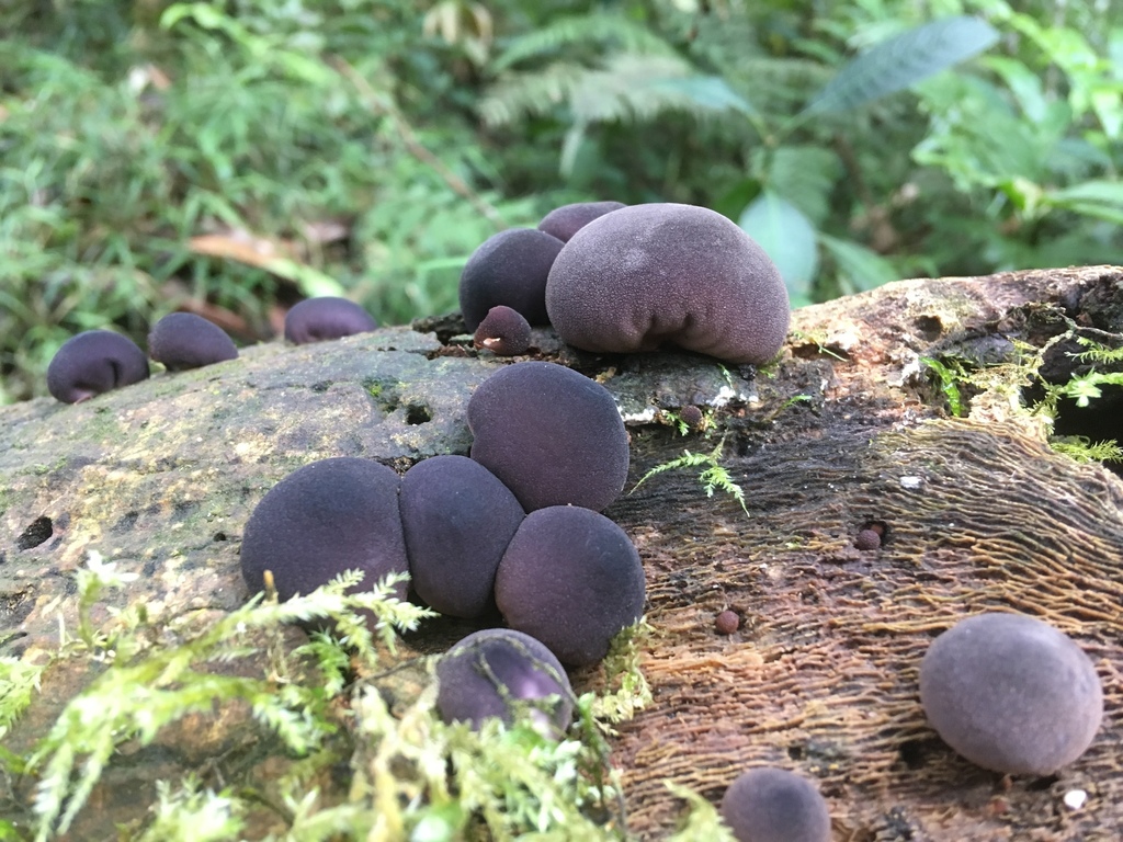 Lycoperdon fuligineum · October 2018 · photo: © crawfordaj (iNaturalist, cc0)