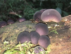 Lycoperdon fuligineum