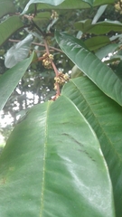 Chrysophyllum cainito