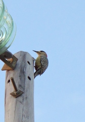 Melanerpes superciliaris