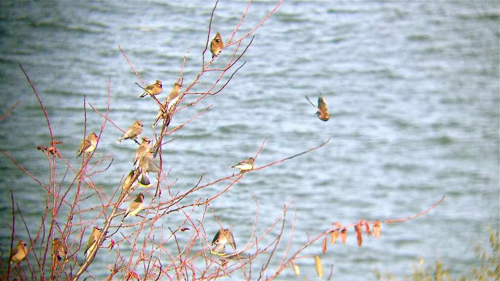 Cedar Waxwing from San Pablo Bay Regional Shoreline on December 8, 2012 ...