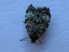 Choreutis diana