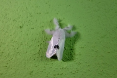 Leucophobetron argentiflua